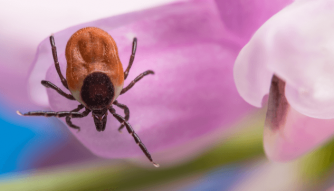 Tick on a flower petal